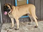 Adopt Mia a Mastiff