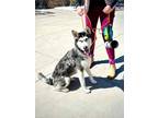 Adopt Ripley a Siberian Husky, Husky