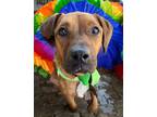 Adopt Rainy a Boxer