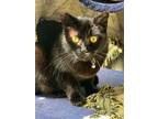 Adopt Tabui a Domestic Short Hair