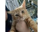 Adopt Khaleesi a Domestic Medium Hair, Tabby