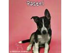 Adopt Pastel a German Shepherd Dog, Husky