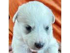 Adopt Mel pup - Maisie a Golden Retriever, Great Pyrenees