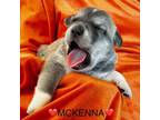 Adopt McKenna a Golden Retriever, Great Pyrenees