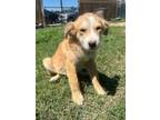 Adopt Missy a Retriever