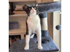 Adopt Trixie a Domestic Short Hair