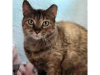 Adopt Marnie (Bella) a Domestic Short Hair