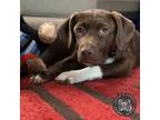 Adopt Rivvy a Chocolate Labrador Retriever