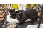 Adopt Wendy & Casper a Domestic Short Hair