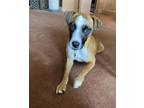 Adopt Francis Ellis a Mountain Cur