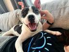 Adopt Sydnie Wells a Mixed Breed, American Staffordshire Terrier