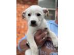 Adopt Paris a Mixed Breed