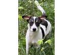 Adopt Maybelline a Rat Terrier, Jack Russell Terrier