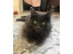 Adopt Jewel a Domestic Long Hair