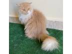 Adopt Lina a Turkish Angora