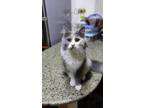 Adopt Farah - Oreos Mom a Ragamuffin