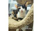 Adopt French Fry a Domestic Short Hair
