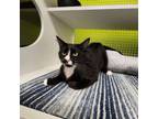 Adopt Claire a Domestic Short Hair