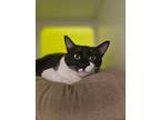 Adopt Pippin a Domestic Short Hair