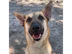 Adopt Poly a Belgian Shepherd / Malinois, German Shepherd Dog