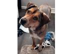 Adopt Mia a Shepherd, Australian Cattle Dog / Blue Heeler