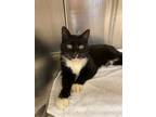 Adopt Popsicle a Domestic Short Hair