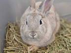Adopt Halley a Dwarf, Bunny Rabbit
