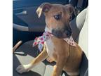 Adopt Janet a Hound, American Staffordshire Terrier