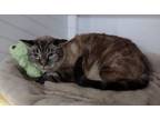 Adopt Sasha 1 - SF aka Sassy a Domestic Short Hair