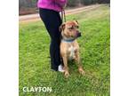 Adopt Clayton a Pit Bull Terrier
