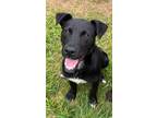 Adopt Jimmy a Shepherd, Mixed Breed