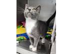 Adopt Merit a Domestic Short Hair