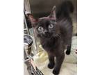 Adopt Kit a Domestic Medium Hair