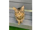 Adopt Regal a Domestic Medium Hair