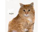 Adopt Rajah a Domestic Medium Hair, American Bobtail