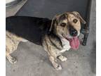 Adopt Boswell a Catahoula Leopard Dog, Beagle