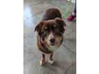 Adopt Ace a Australian Shepherd