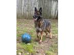 Adopt Stanley a German Shepherd Dog