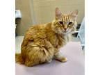 Adopt Jess a Domestic Medium Hair