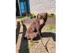 Adopt Bono a Labrador Retriever