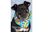 Adopt Pumpernickel (now Bob) a Miniature Pinscher, Shepherd