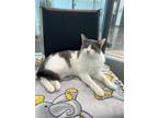 Adopt Lucky a Domestic Short Hair