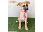 Adopt Hubert a Black Mouth Cur, Shepherd