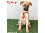 Adopt Quincy a Black Mouth Cur, Shepherd