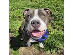 Adopt MUFFIN a Pit Bull Terrier, Mixed Breed