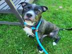 Adopt WICHITA a American Staffordshire Terrier, Border Terrier