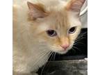 Adopt POOFY a Siamese