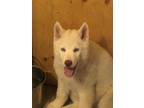 Adopt Arnie a German Shepherd Dog, Husky