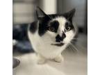 Adopt White Shadow a Domestic Short Hair