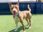 Adopt MILO a Pit Bull Terrier, Mixed Breed